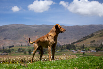 Perrito mirando al horizonte con fondo de pueblo en Sudamérica. Concepto de turismo y animales.