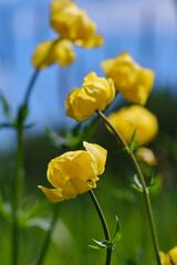 Obraz premium Yellow buds of a Trollius flower or Globe-flower on a blurred natural background. Shallow depth of field