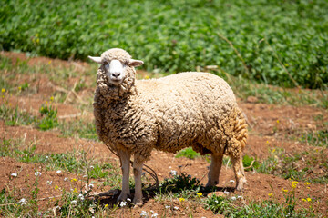 Naklejka premium Oveja o borrego mirando de frente. Concepto de animales y naturaleza.