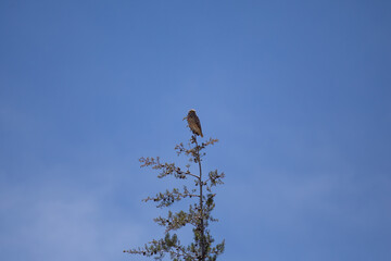 Lechuza o búho descansando en una rama con el cielo azul de fondo. Concepto de vida silvestres y naturaleza.