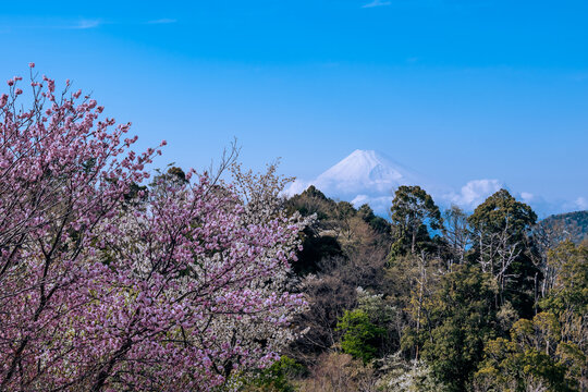 桜と富士山の見える風景　春イメージ