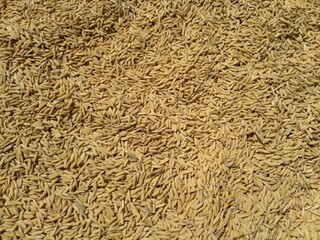 rice grain texture material