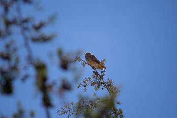 Lechuza o búho descansando en una rama con el cielo azul de fondo. Concepto de vida silvestres y naturaleza.