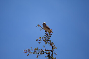 Lechuza o búho descansando en una rama con el cielo azul de fondo. Concepto de vida silvestres y naturaleza.