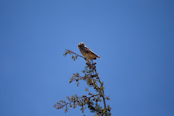Lechuza o búho descansando en una rama con el cielo azul de fondo. Concepto de vida silvestres y naturaleza.