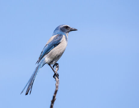 Closeup shot of a Florida scrub jay bird perched high up on a branch with a blue background