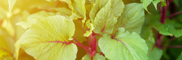 amaranthus or amaranth with vibrant green leaves and purple stems as background. decorative plant in garden in summer day outdoor. banner. flare