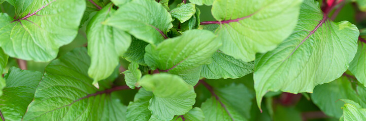 amaranthus or amaranth with vibrant green leaves and purple stems as background. decorative plant in garden in summer day outdoor. banner