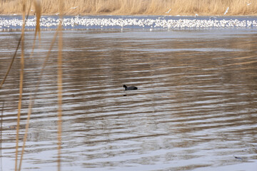 Small waterfowl wild duck swims in the river. Bird with black feathers and white skin on the head....