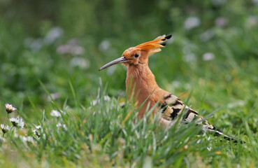 Close up of a beautiful eurasian hoopoe (Upupa epops) on the grass of a green field with flowers....