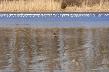 Wild duck swims in the river. On head bird of two dark tufts of feathers and red neck. Crested grebe Podiceps cristatus. Birdlife in wild nature. Dry reeds on the shore and ice.