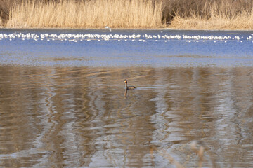 Wild duck swims in the river. On head bird of two dark tufts of feathers and red neck. Crested grebe Podiceps cristatus. Birdlife in wild nature. Dry reeds on the shore and ice.