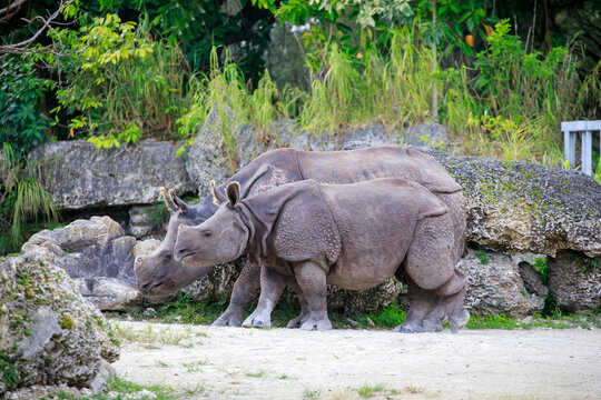 Indian rhinoceros (rhinoceros unicornis) with its mother at Hellabrunn Zoo in Munich, Germany