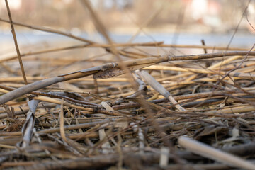 Close-up dry reeds on the shore river. View on brown canes in the wetlands. Bulrush reflection in water. Nature outdoors plants growing.