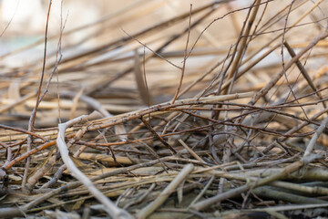 Close-up dry reeds on the shore river. View on brown canes in the wetlands. Bulrush reflection in water. Nature outdoors plants growing.