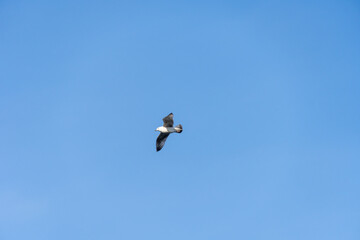 Rivergull soars high in the blue sky. Seagull fly wings spread wide on the wind. Birdlife in wild nature. Freedom concept.