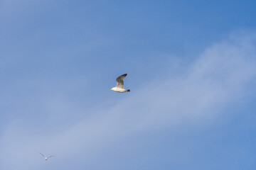 Rivergull soars high in the blue sky. Seagull fly wings spread wide on the wind. Birdlife in wild nature. Freedom concept.