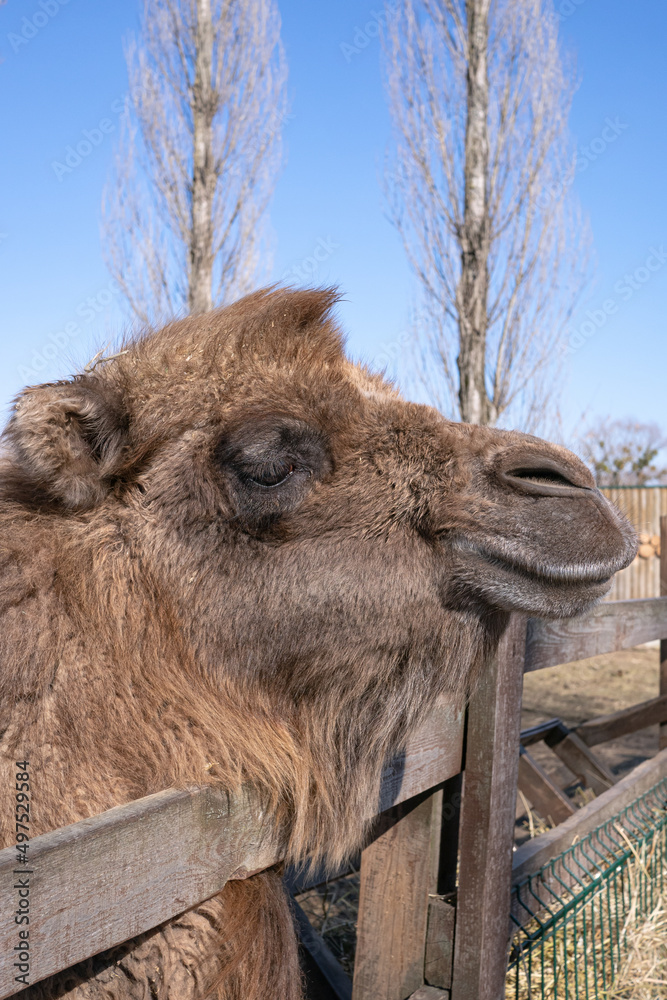 Wall mural Photo of camel in zoo