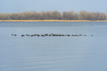 Group small waterfowl wild duck swimming in river. Birds with black feathers and white skin on the...