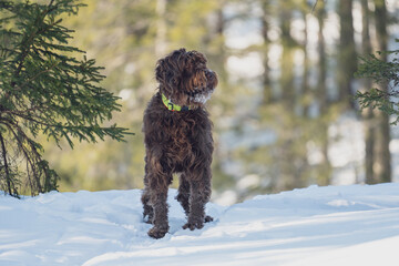 a brown big dog, a pudelpointer, has fun in the fresh snow at a sunny spring day