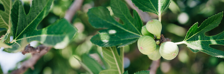 green unripe figs fruits on the branch of a fig tree or sycamine with plant leaves cultivated on wild garden farm homesteading in sunny summer day. banner