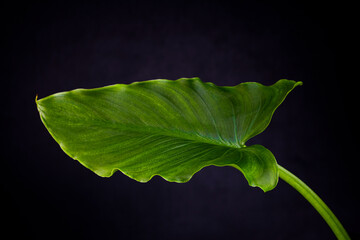 One large green leaf of calla lily on black background with copy space.