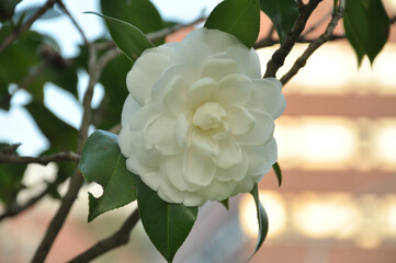 Closeup shot of a blooming white camelia flower