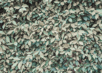 Dark green and beige leaves, summer background. Natural green texture.