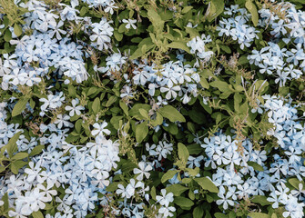 Natural floral organic texture. Summer background with green leaves and small blue flowers in the garden.