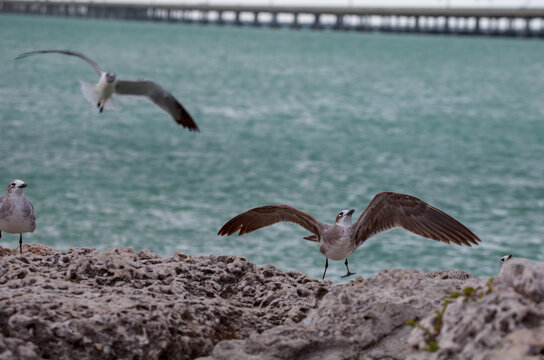 Flock of seagulls landing on the rocks with the Seven Mile Bridge in the background