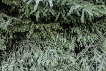 Fir tree branches close up. Natural texture background in moody color palette.