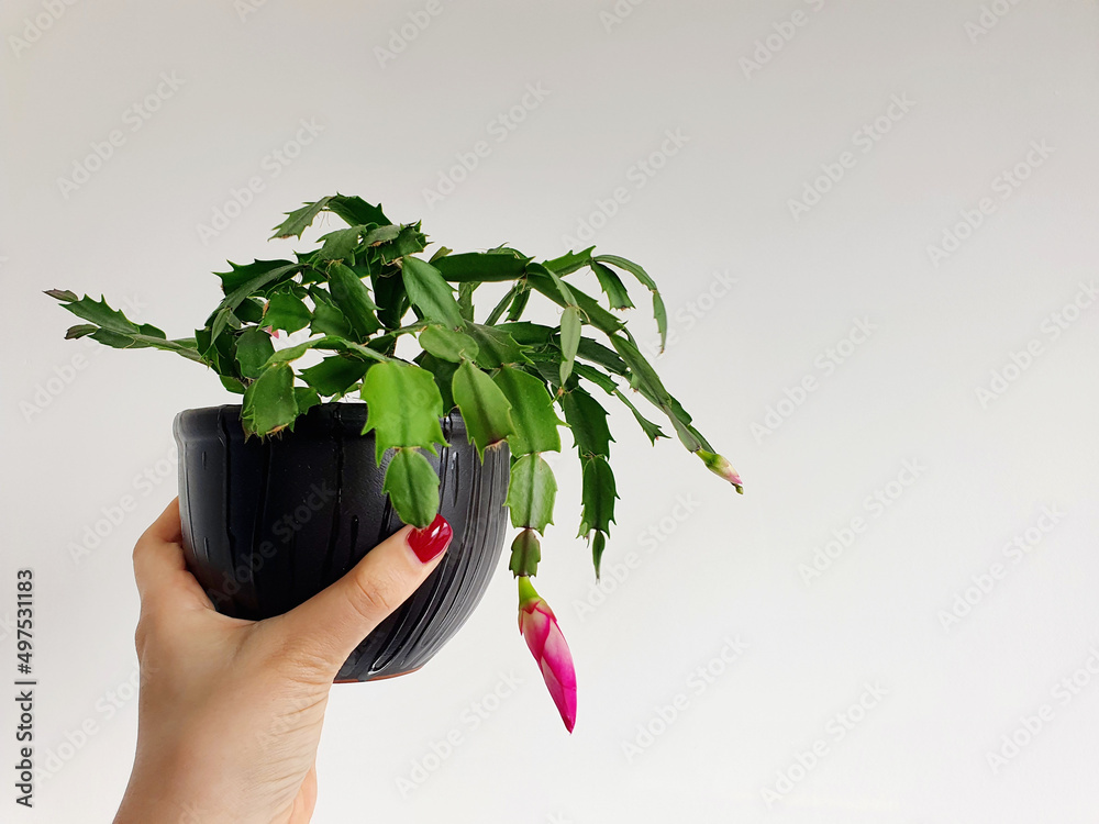 Wall mural closeup shot of a female hand holding a schlumbergera truncata cactus