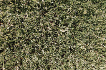 Natural background of a trimmed grass lawn, top view. Garden soil with grass close up, organic texture.