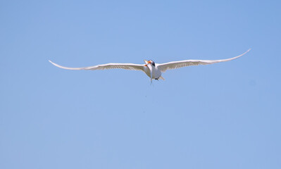 Fototapeta premium Sternidae bird flying with a hunt in its mouth on the sky background