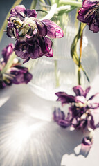 Tulips in a vase reflecting sunlight. Withered flowers. Selective soft focus.