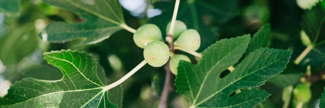 green unripe figs fruits on the branch of a fig tree or sycamine with plant leaves cultivated on wild garden farm homesteading in sunny summer day. banner