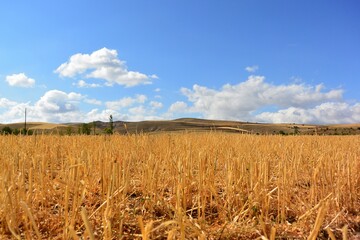 Cloudy horizon over dry wheat field. Rural landscape after harvest season