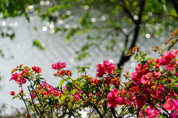 Bougainvillea in full bloom by the river in spring
