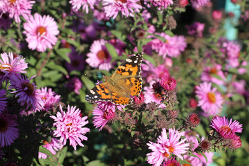 Fototapeta na wymiar Butterfly Fagus (Tagetes) on perennial Aster flower on a sunny day. Closeup