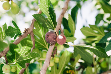 mauve ripe figs fruits on the branch of a fig tree or sycamine with plant leaves cultivated on wild garden farm homesteading in sunny summer day