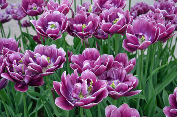 Obraz premium field of tulips