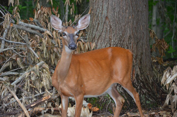Young Deer