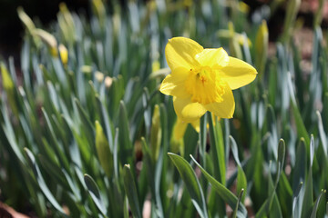 Obraz premium Yellow daffodil bloom isolated
