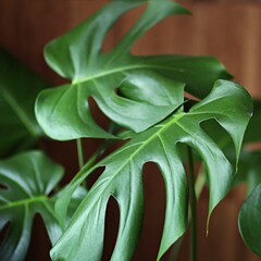 Monstera zielona na ciemnym tle © neskama