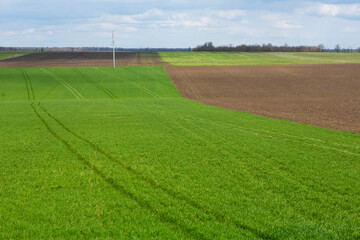 Fototapeta na wymiar Agricultural fields on which grow up cereals. Cereal fields in summer day with blue sky.