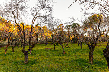 view of almonds trees plantation in autumn on green meadow at sunset