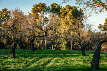 view of almond trees without flowers an pine trees in autumn on green meadow