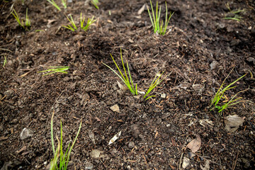 Fresh green shoots on the ground in spring