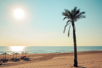 lonely palm tree in front of the sea on a deserted beach early in the morning