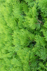 Naklejka na ściany i meble tuya east is green coniferous tree. young cypress trees branches and leaves of thuja variety aurea nana orientalis decorative plant on natural garden in summer day outdoor. nature landscape background
